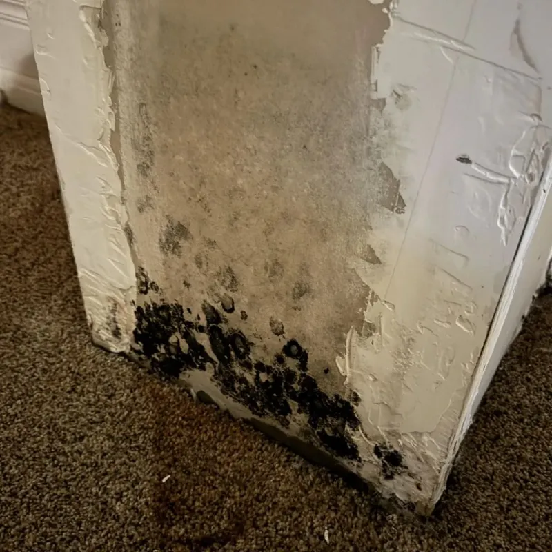 Professional Mold Removal in Naples, FL